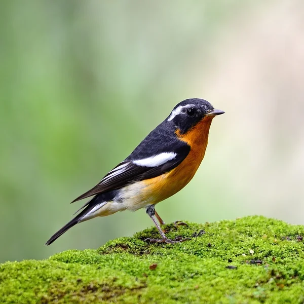 Erkek mugimaki flyactcher — Stok fotoğraf