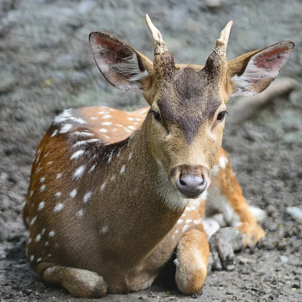 Spotted deer — Stock Photo, Image