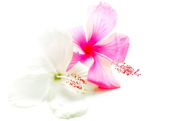 Hibiscus różowy i biały — Zdjęcie stockowe