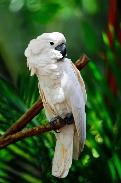 Μολούκων cockatoo — Φωτογραφία Αρχείου