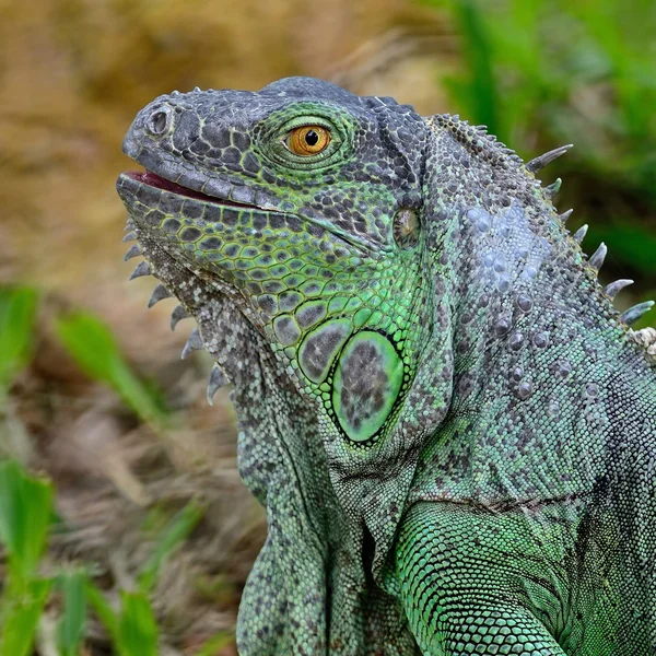 dişi yeşil iguana