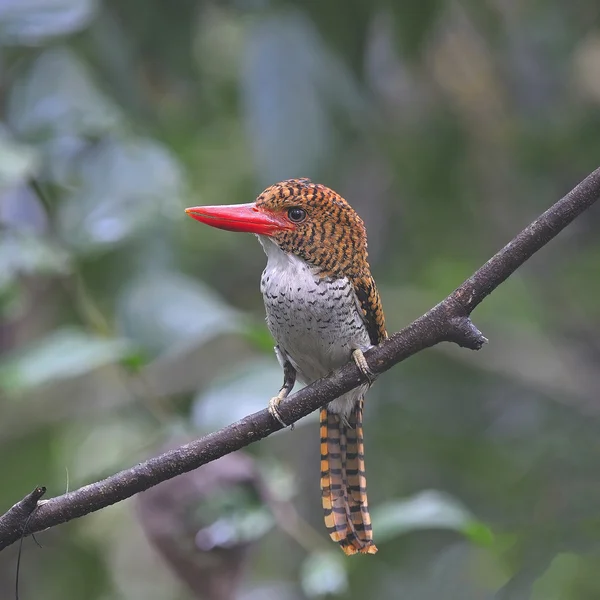 Kadın şeritli kingfisher — Stok fotoğraf