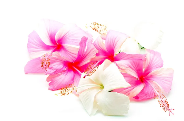 Pink and white Hibiscus — Stock Photo, Image