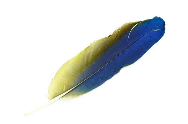 青および金のコンゴウインコの羽 — ストック写真