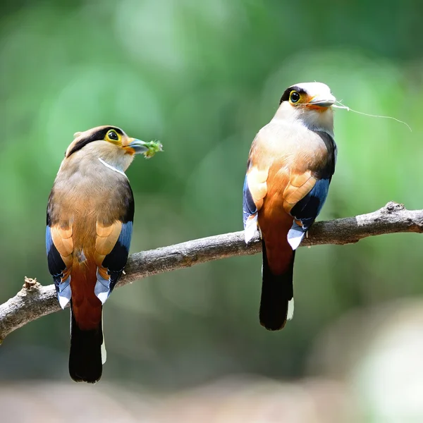 Silver-breasted brednäbb — Stockfoto