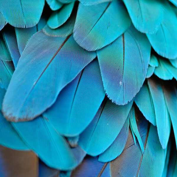 Синие и золотые перья ара
