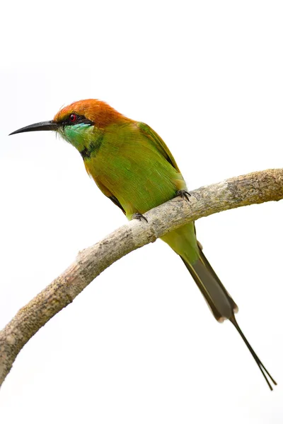 Pequeño abejorro verde —  Fotos de Stock