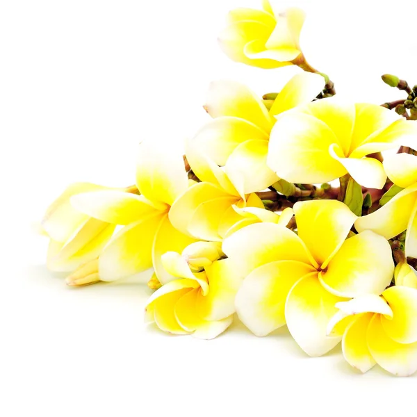 Žlutá plumeria — Stock fotografie