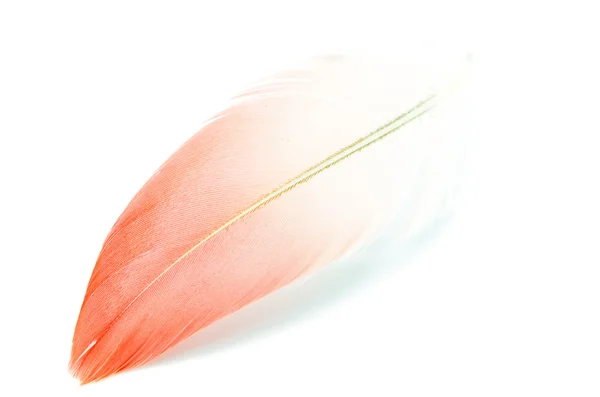 Flamingo feather isolated — Stock Photo, Image