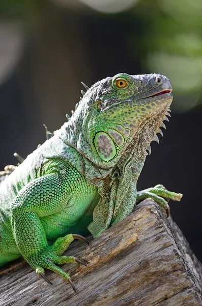 Iguana Verde Feminina — Fotografia de Stock
