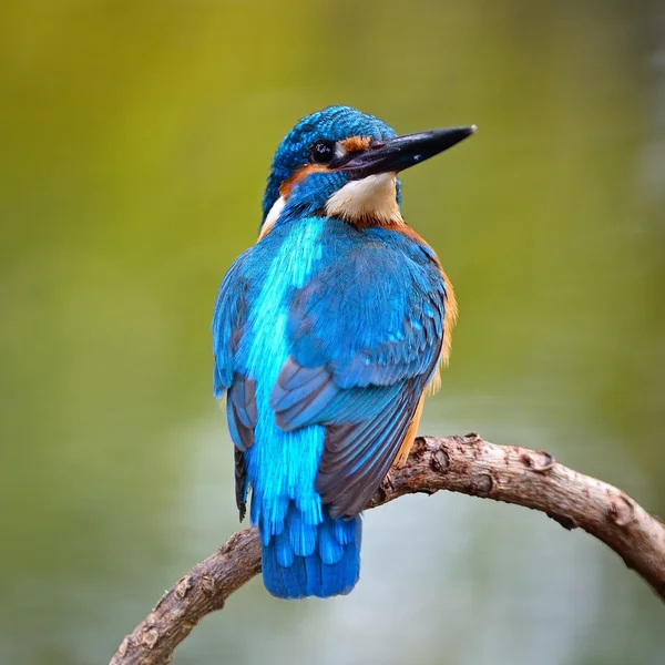 Masculino comum Kingfisher — Fotografia de Stock