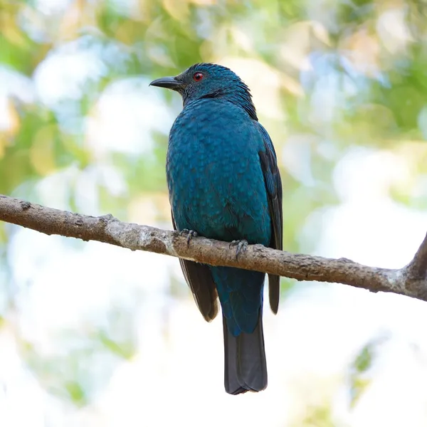 Kobieta Azji bajki bluebird — Zdjęcie stockowe