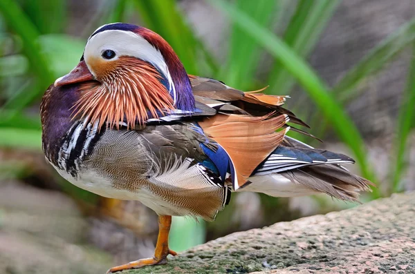 Mandarin Duck — Stock Photo, Image