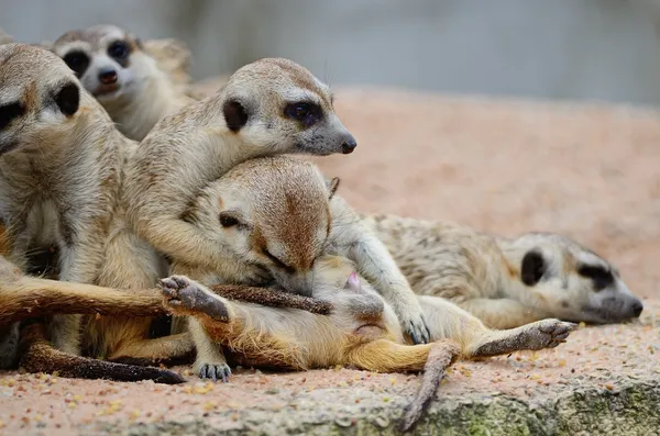 Erdmännchen — Stockfoto