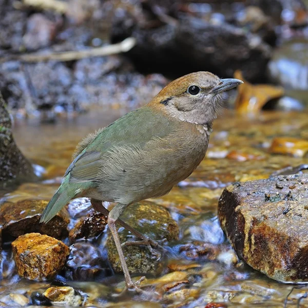 Rusty-naped Pitta — Zdjęcie stockowe