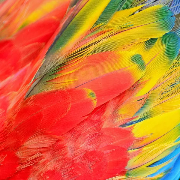 緋色のコンゴウインコの羽 — ストック写真