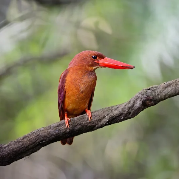 Roter Eisvogel — Stockfoto