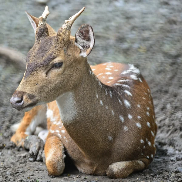 Spotted deer — Stock Photo, Image