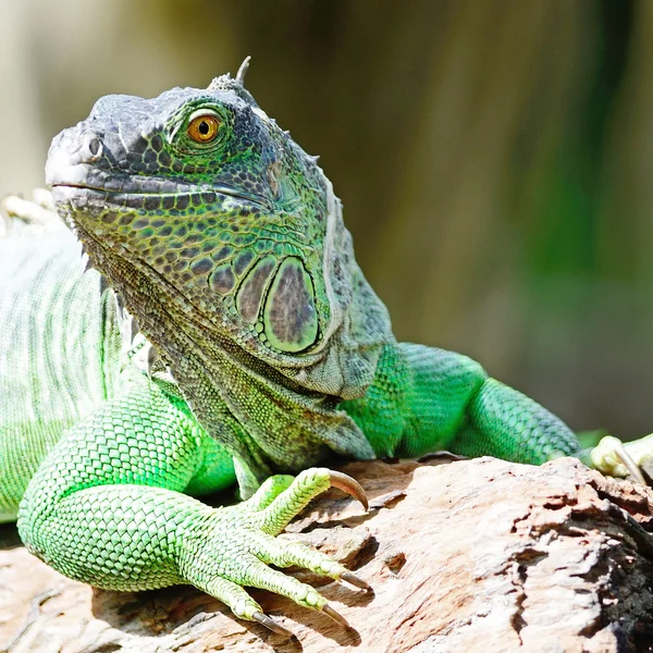 Iguana Verde Feminina — Fotografia de Stock