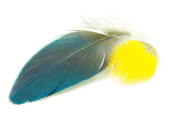 Bird feather isolated — Stock Photo, Image