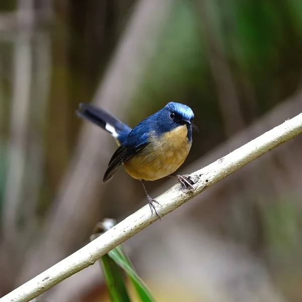 Samec šedohrbetý modrá flycatcher — Stock fotografie