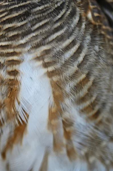 Asian Barred Owlet feathers — Stock Photo, Image