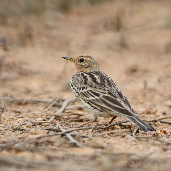 Pipet met rode keel — Stockfoto