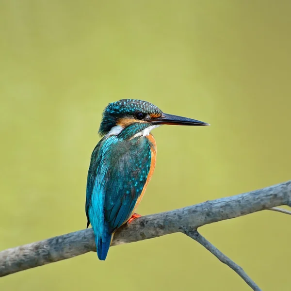 Kadın ortak kingfisher — Stok fotoğraf