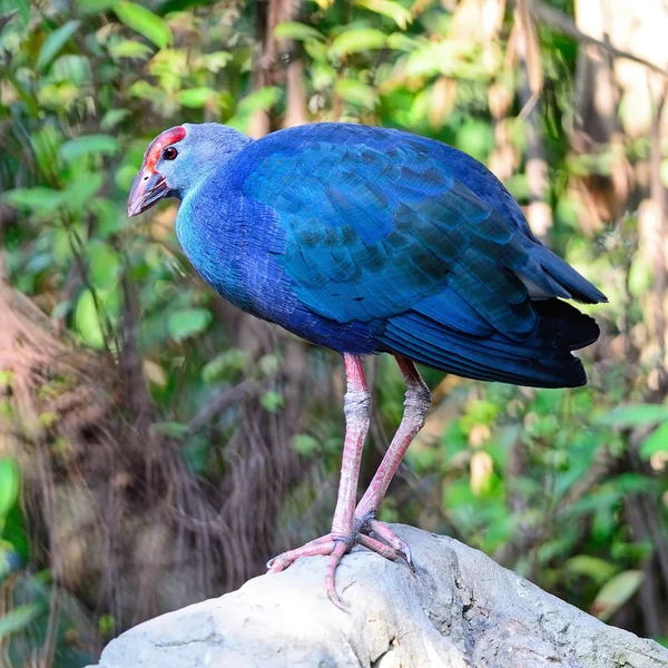 Μοβ swamphen — Φωτογραφία Αρχείου