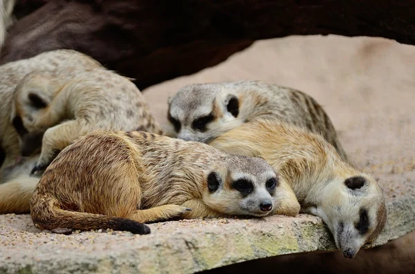 Meerkat. — Fotografia de Stock