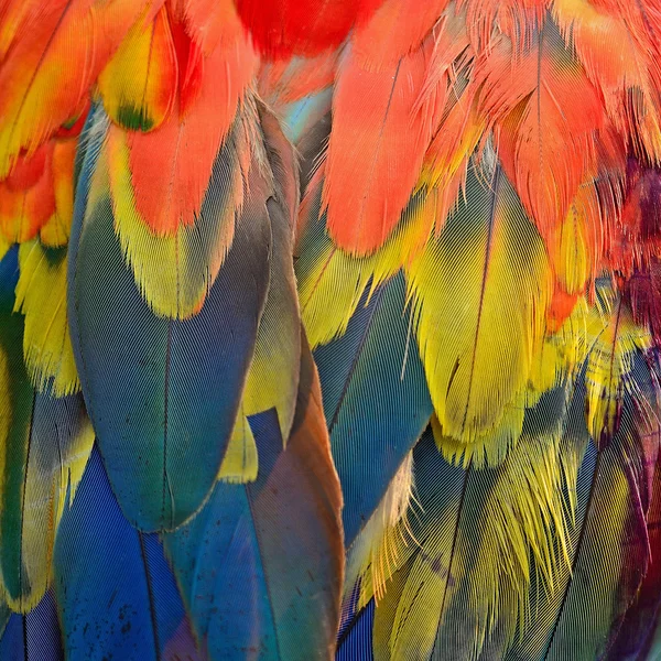 Перья алого ара — стоковое фото