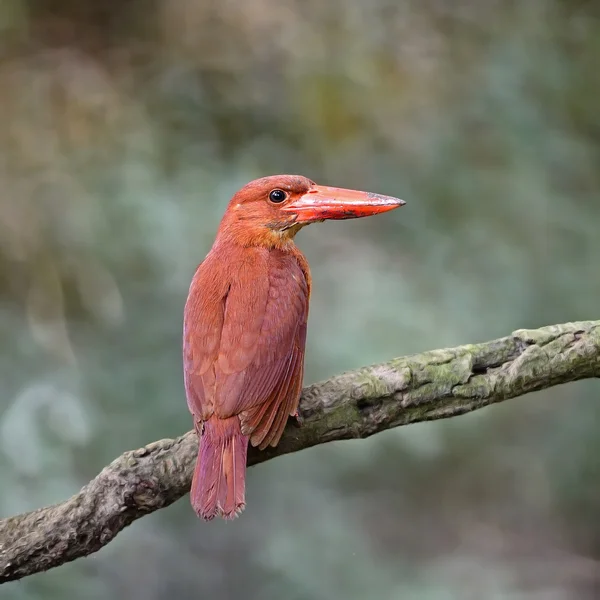Female Ruddy Kingfisher — Stock Photo, Image