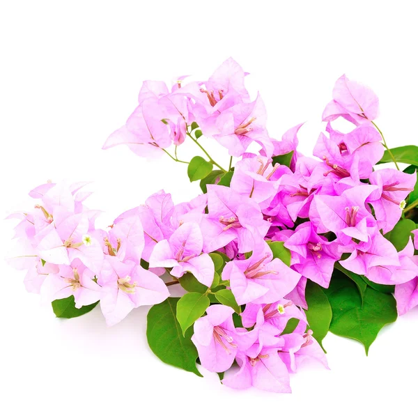 Bugainvillea — Foto de Stock