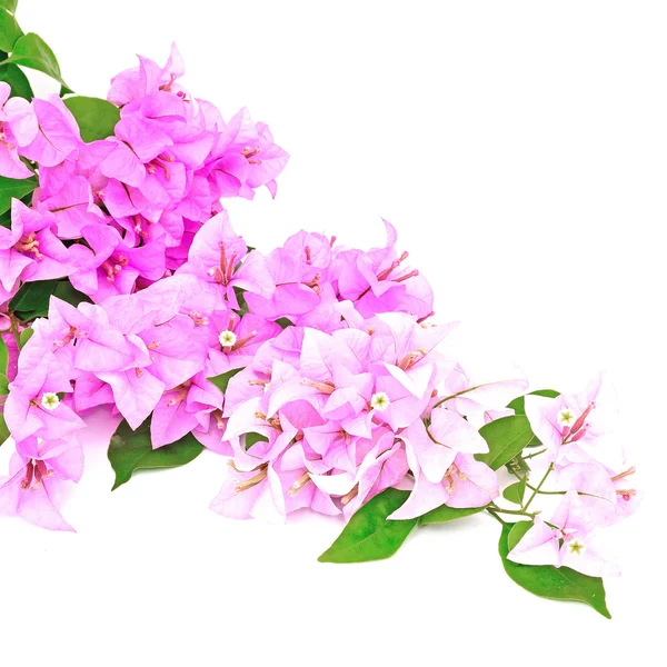 Bougainvillea — Stockfoto