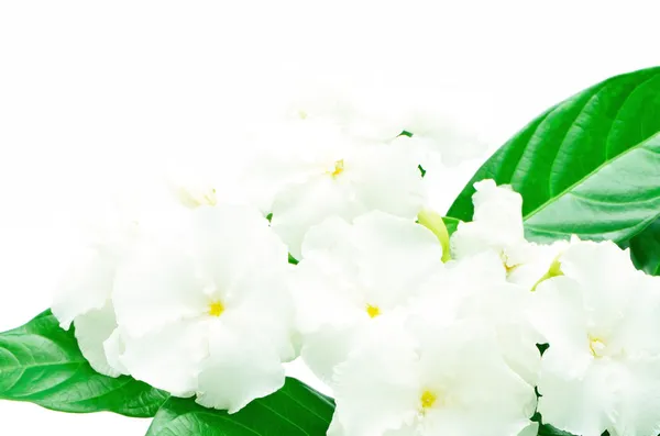 Crepe Jasmine — Stock Photo, Image