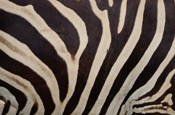 Zebra comune — Foto Stock