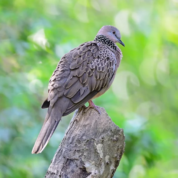 Spotted Dove — Stock Photo, Image