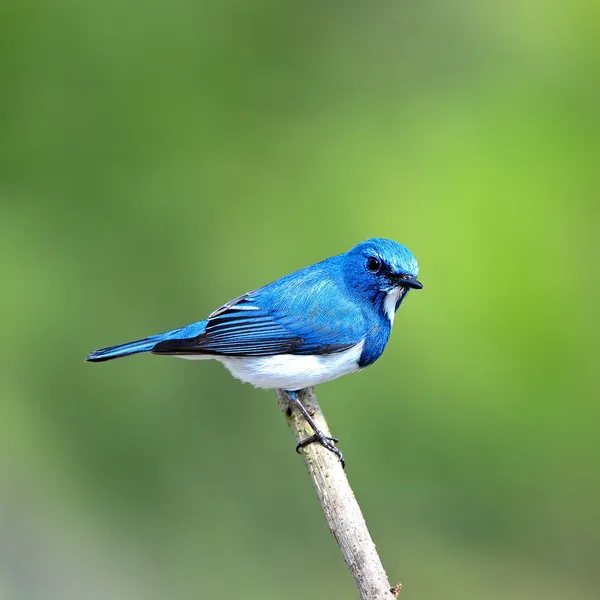 Male Ultramarine Flycatcher — Stock Photo, Image