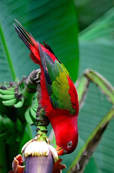 赤いゴシキセイガイインコ — ストック写真