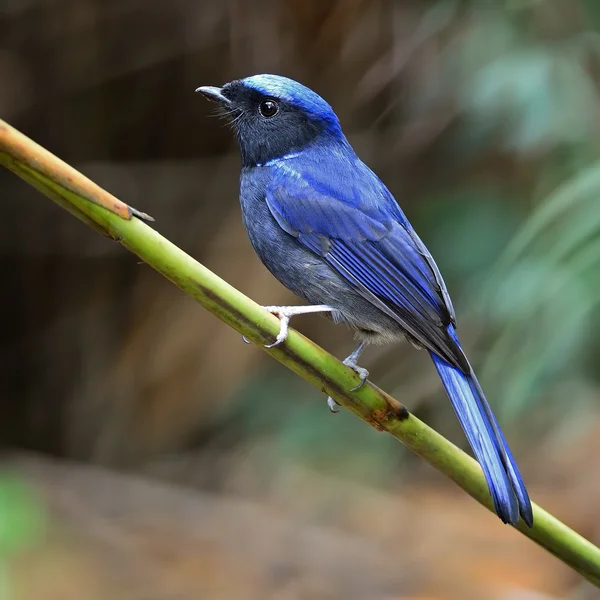 Männchen groß niltava — Stockfoto