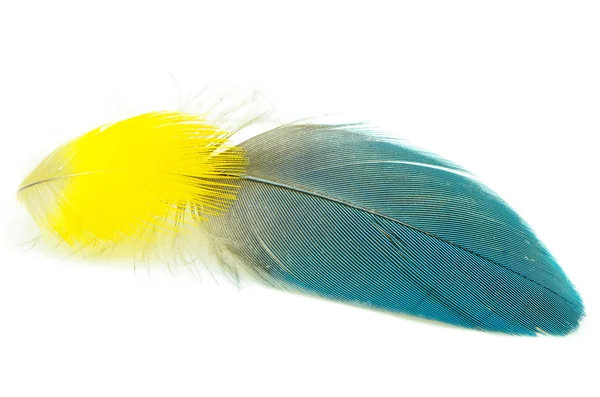 Feather — Stock Photo, Image