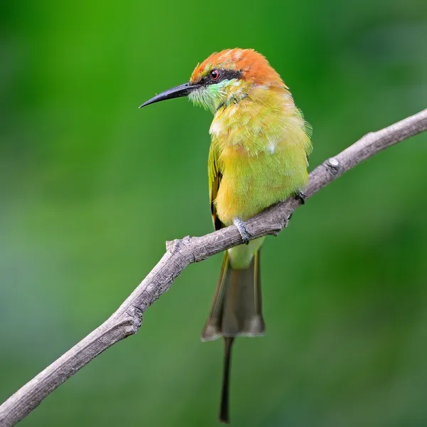 Piccolo mangiatore di api verde — Foto Stock