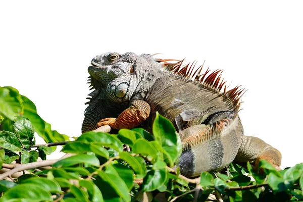 Männchen grüner Leguan isoliert — Stockfoto