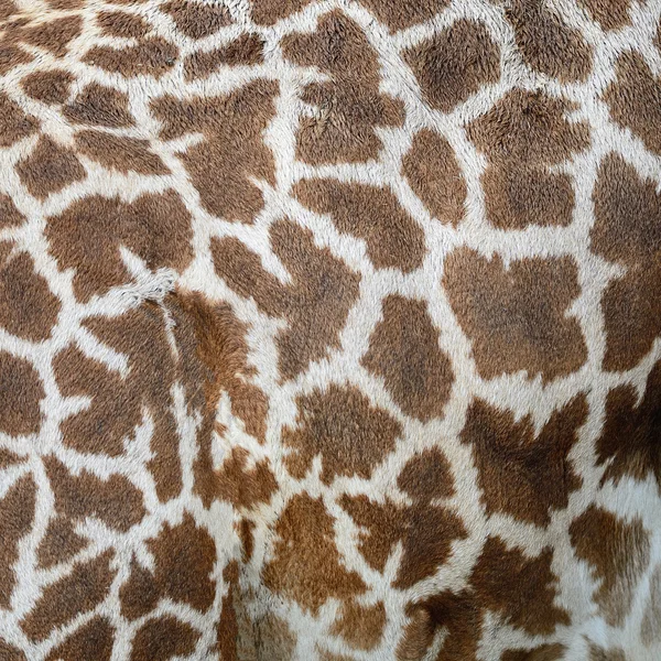 Giraffe skin — Stock Photo, Image