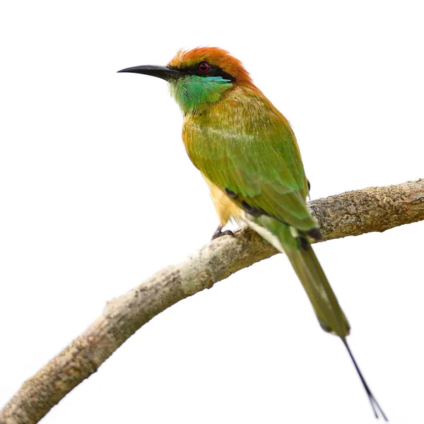 Little Green Bee-eater — Stock Photo, Image