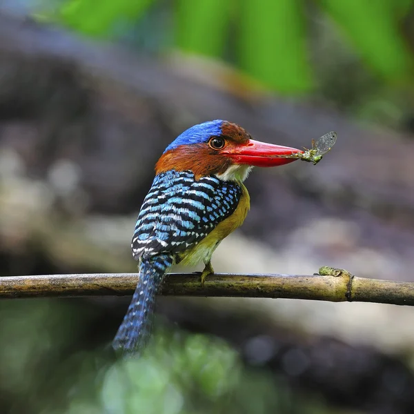 Masculin Banded Kingfisher — Fotografie, imagine de stoc