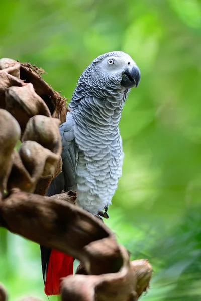 Papagaio-cinzento africano — Fotografia de Stock