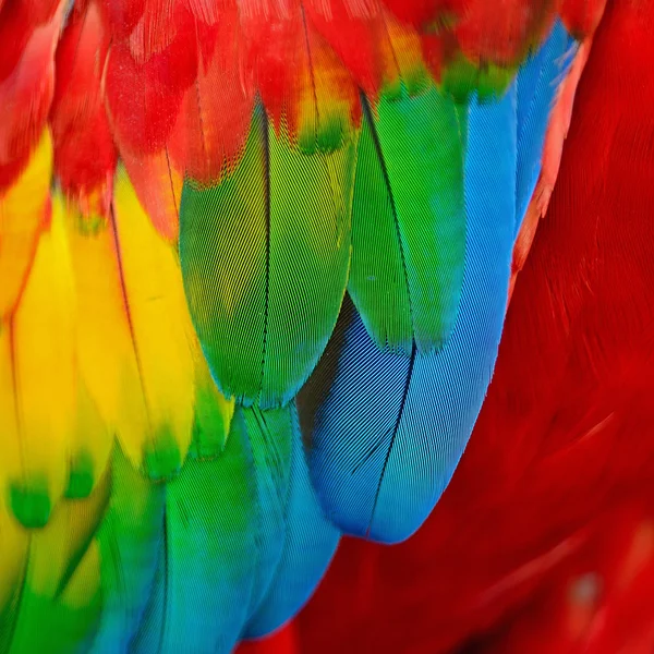 Scarlet Macaw feathers — Stock Photo, Image