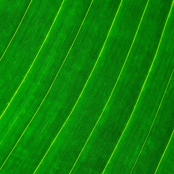 Leaf abstract — Stock Photo, Image