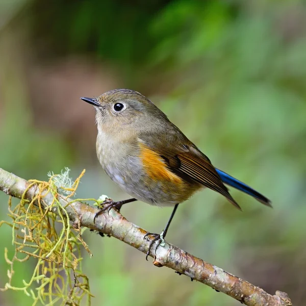 Dişi himalayan bluetail — Stok fotoğraf